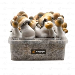 Bluey Vuitton - Grow Kit From Fungiape.com