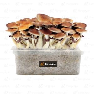 Golden Teacher - Grow Kit From Fungiape.com