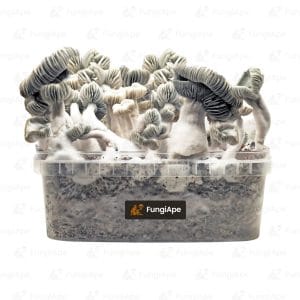 Jack Frost grow kit - fungiape.com