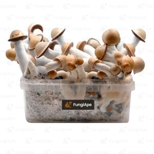 Penis Envy - Grow Kit From Fungiape.com
