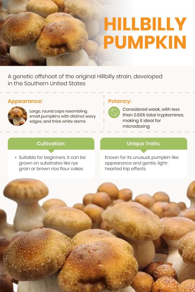 hillbilly pumpkin mushroom strain