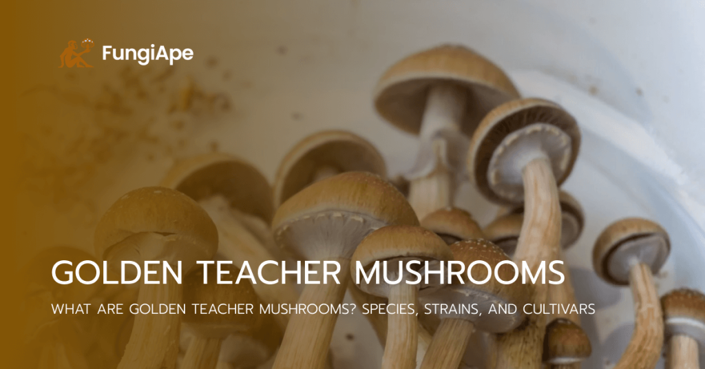 Golden Teacher Mushrooms