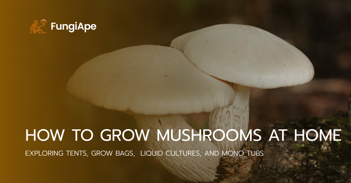 How to Grow Mushrooms at Home