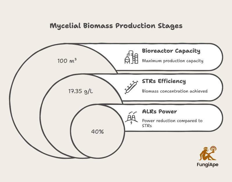 Mycelial Biomass Production Stages