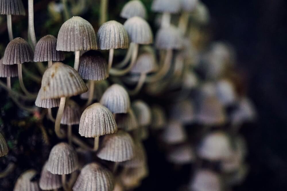 Psilocybin