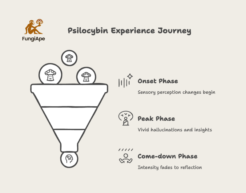 Psilocybin Experience Journey