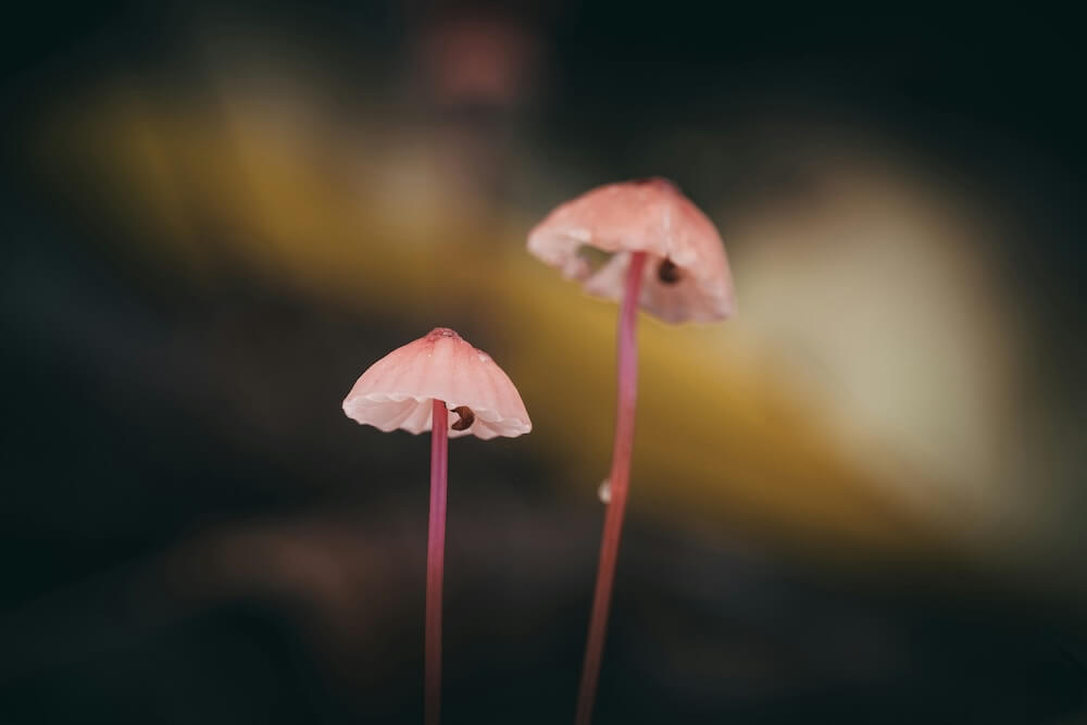 Psilocybin in Pain Management