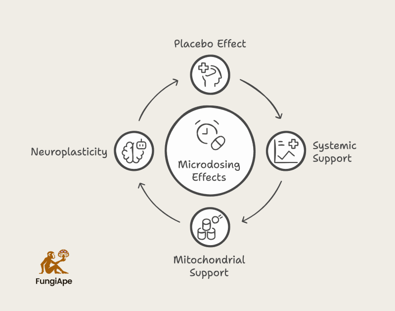 The Microdosing Hypothesis Cycle