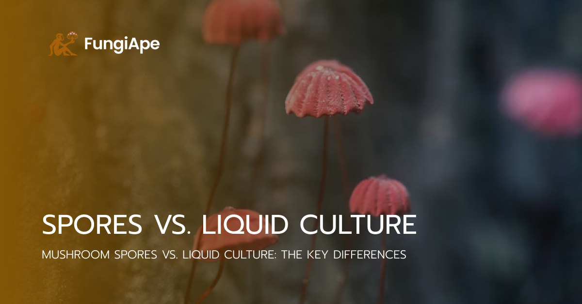 liquid culture vs spore syringe