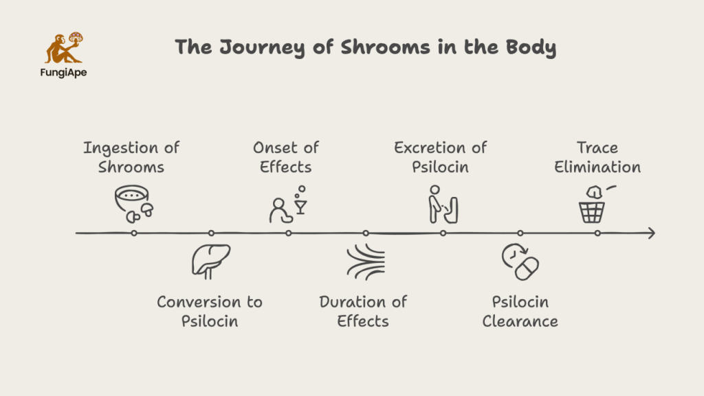 The Journey of Shrooms in the Body