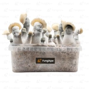 Albino Bluey Vuitton - Grow Kit From Fungiape.com