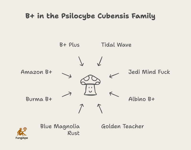 B+ in the Psilocybe Cubensis Family