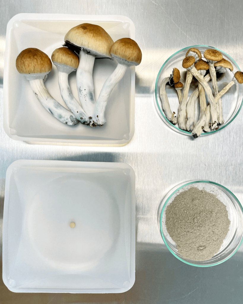 The different stages of our Psilocybe cubensis - B+ magic mushrooms: wet, dry, powder, and tablet. It takes 50 grams of wet mushrooms to make one 100 mg tablet.