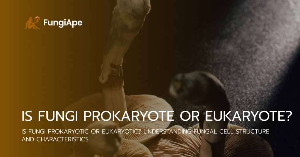 Is Fungi Prokaryote or Eukaryote?