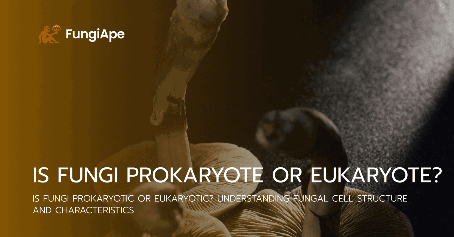 Is Fungi Prokaryote or Eukaryote?