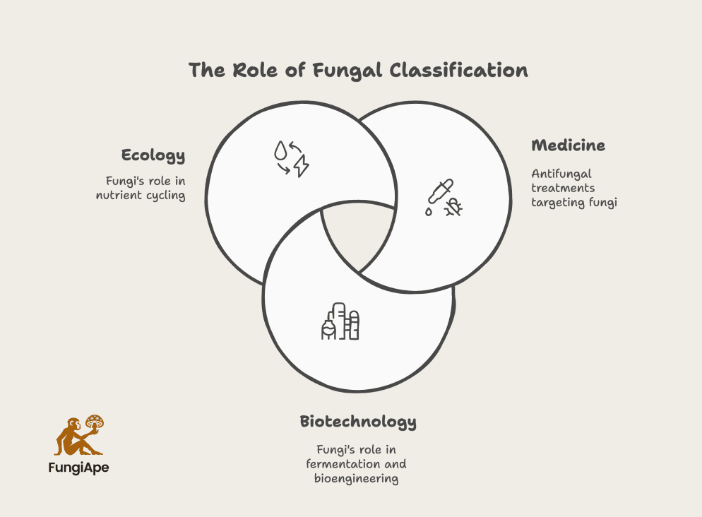 The Role of Fungal Classification