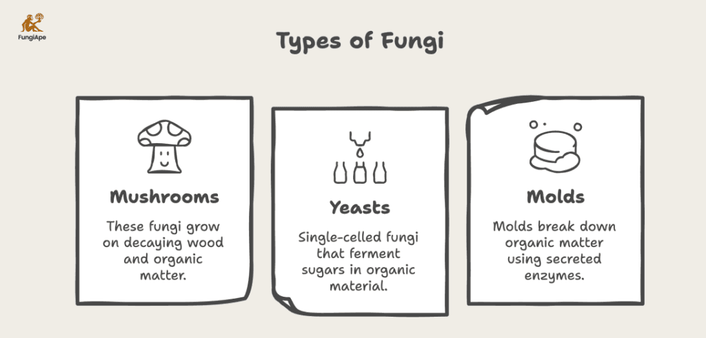 Types of Fungi