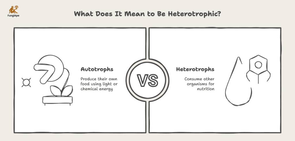 What Does It Mean to Be Heterotrophic?