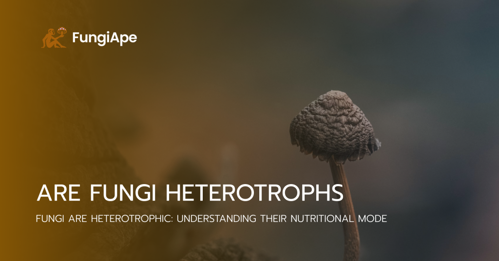 are fungi heterotrophs