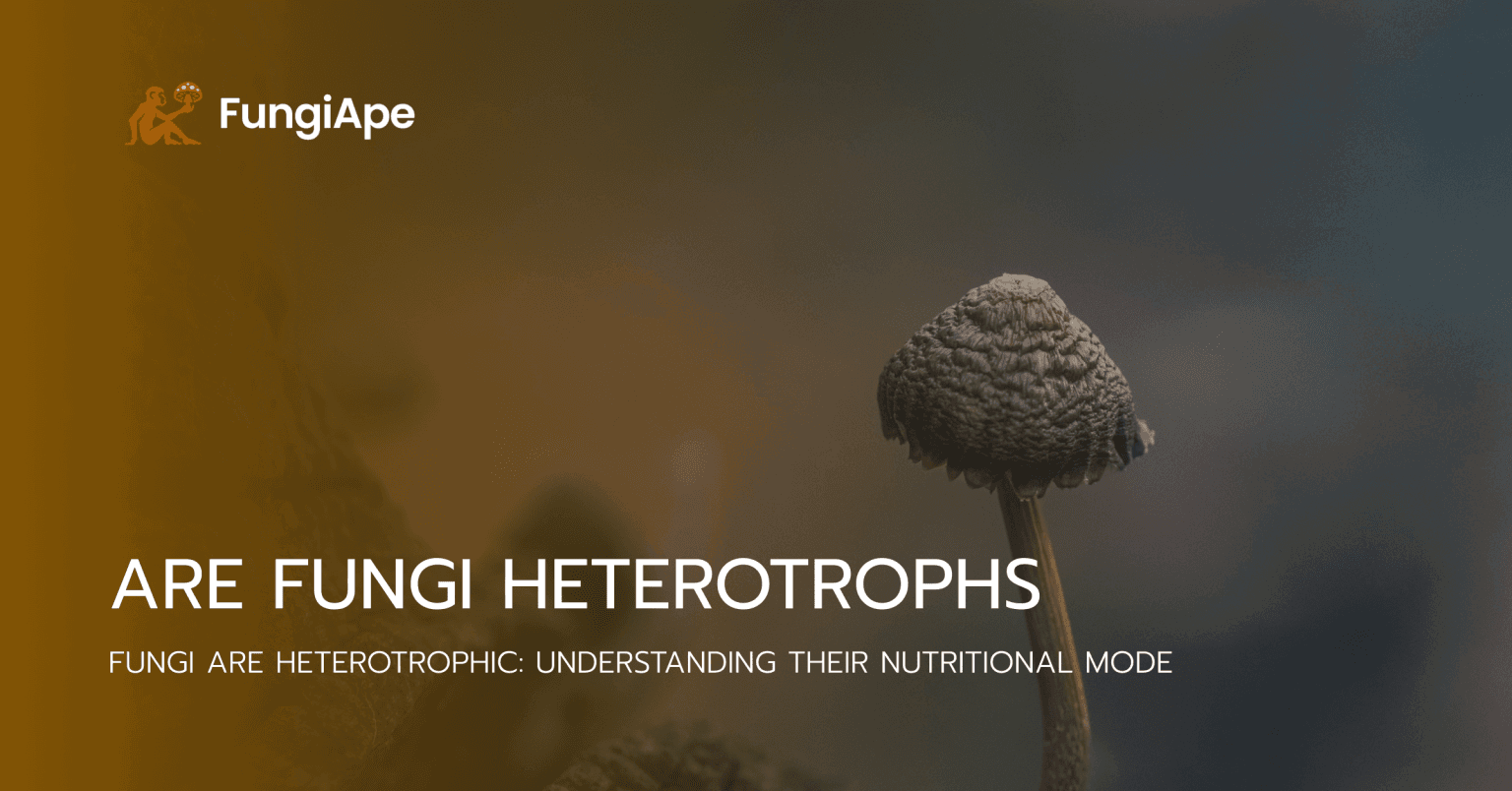 are fungi heterotrophs